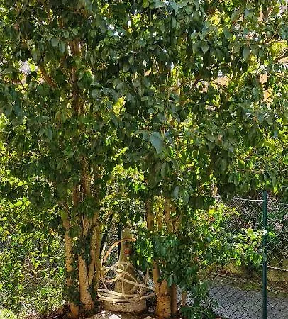 アパート Jasmine *